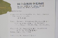 小刺山柑藏品圖，第2張