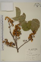 大葉南蛇藤藏品圖，第1張