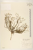 兔仔菜藏品圖，第1張