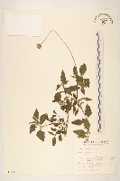 長柄菊藏品圖，第1張