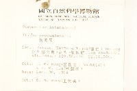 長柄菊藏品圖，第2張
