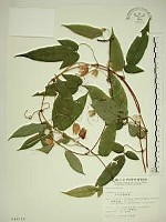 亨利氏鐵線蓮藏品圖，第1張