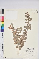 凹葉越橘藏品圖，第1張