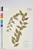 白珠樹藏品圖，第1張