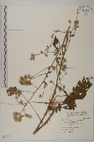 五掌楠藏品圖，第1張