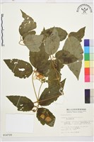 銹毛鐵線蓮藏品圖，第2張