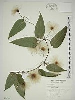 亨利氏鐵線蓮藏品圖，第1張