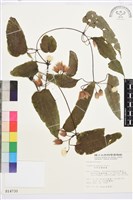 亨利氏鐵線蓮藏品圖，第2張