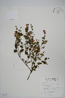 曲莖馬藍藏品圖，第1張