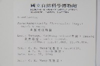 曲莖馬藍藏品圖，第2張