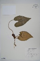 大花細辛、馬蹄香藏品圖，第1張