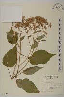 臺灣山白蘭藏品圖，第1張