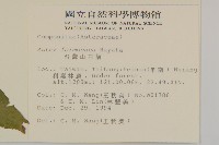 臺灣山白蘭藏品圖，第2張