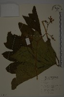 番木瓜藏品圖，第1張