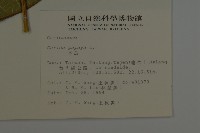 番木瓜藏品圖，第2張