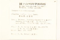 鯽魚膽、闊苞菊藏品圖，第2張