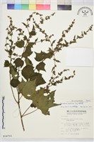 刺蒴麻藏品圖，第1張