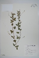 平伏莖白花菜、成功白花菜藏品圖，第1張