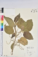 尖尾鐵莧藏品圖，第1張