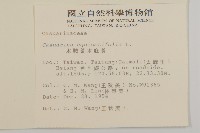 木麻黃藏品圖，第2張