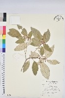 裡白巴豆藏品圖，第1張