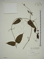 亨利氏鐵線蓮藏品圖，第1張