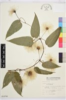 亨利氏鐵線蓮藏品圖，第2張