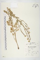 山芥菜藏品圖，第1張