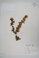 玉山小蘗藏品圖，第1張