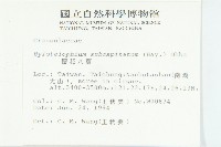 穗花八寶藏品圖，第2張