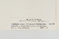 玉山筷子芥藏品圖，第3張