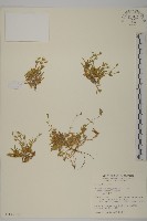 玉山卷耳藏品圖，第1張