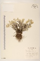 玉山薄雪草藏品圖，第1張