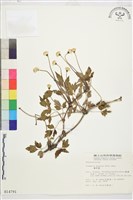 繡球藤藏品圖，第1張