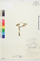 森氏毛茛、長柄毛茛藏品圖，第1張