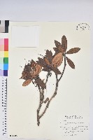 玉山杜鵑藏品圖，第1張