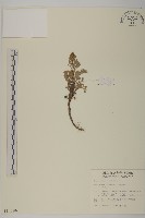 高山艾藏品圖，第1張