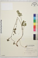 密葉唐松草藏品圖，第1張