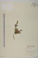 高山艾藏品圖，第1張