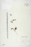 玉山佛甲草藏品圖，第1張