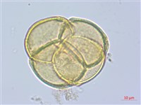 斑紋鹿蹄草藏品圖，第2張