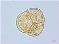 斑紋鹿蹄草藏品圖，第3張