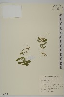 高山卷耳藏品圖，第1張