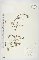 玉山佛甲草藏品圖，第1張