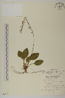 臺灣鬼督郵藏品圖，第1張