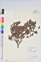 細葉杜鵑、南湖杜鵑、志佳陽杜鵑藏品圖，第1張