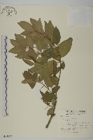 刺果衛矛藏品圖，第1張