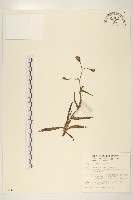 玉山毛蓮菜藏品圖，第1張
