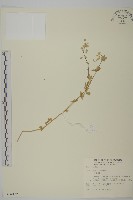 狗筋蔓藏品圖，第1張