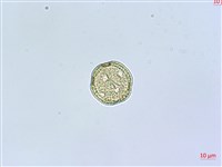 狗筋蔓藏品圖，第2張